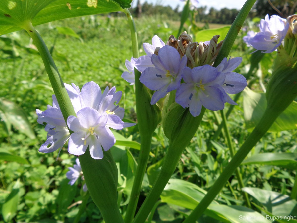 Pontederia hastata L.